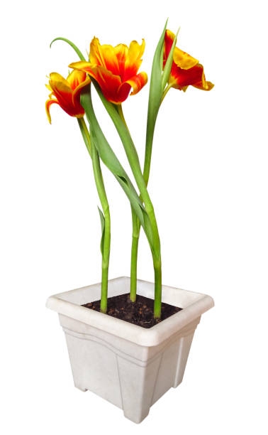 Red tulip flower isolated on white background