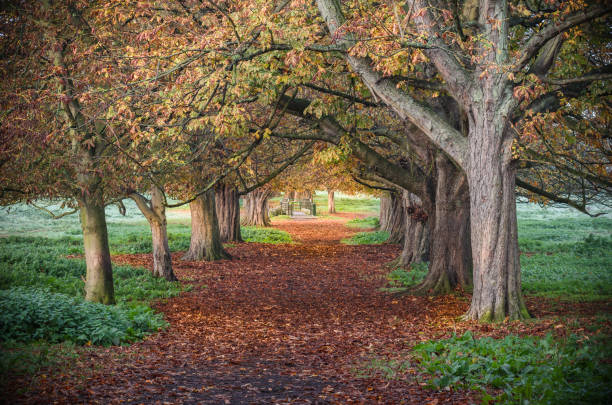 istock Colors of autumn in a forest 650722662