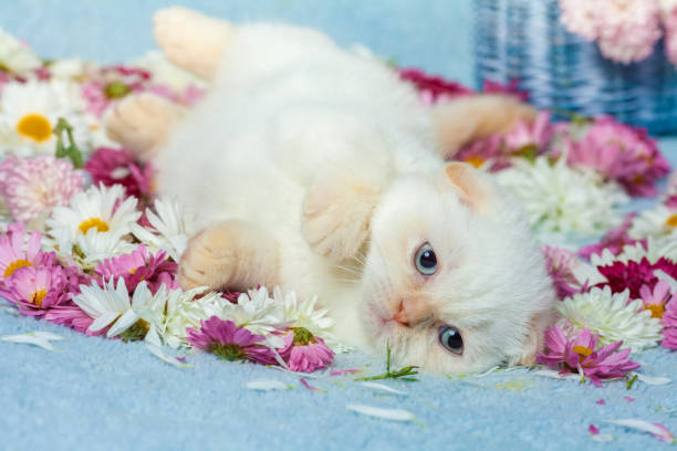 istock Cute little color point kitten lying on chamomile flowers 650723092