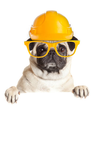 istock Pug Dog  with blank billboard.  Dog above banner or sign. Under Construction Concept 650723204