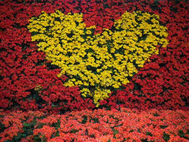 istock yellow heart made of  flowers 650726280