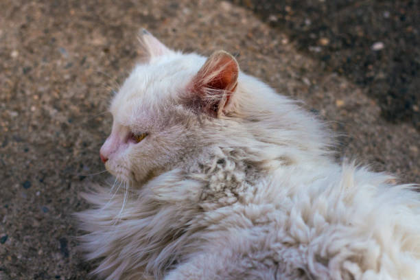 istock The beautiful white cat outdoor. 650730898