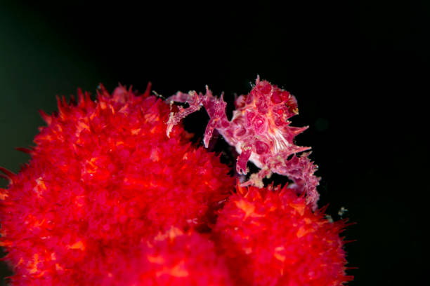 istock soft coral crab - hoplophrys oatesii 650734048