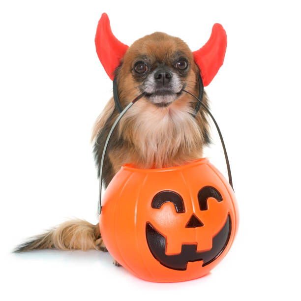 istock halloween pumpkin and chihuahua 650734860