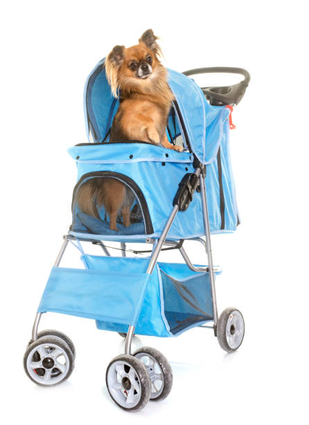 istock pushchair for chihuahua 650737240