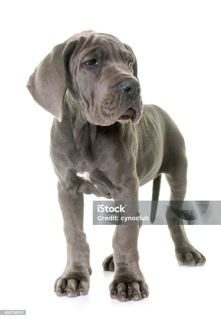 puppy great dane puppy great dane in front of white background Animal Stock Photo