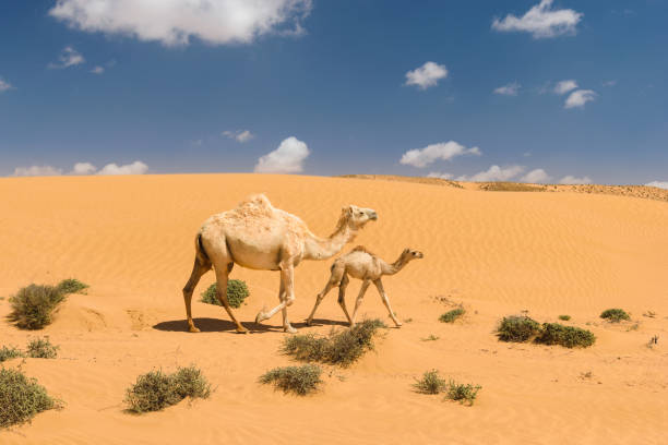 White arabian camel with foal in the desert, Morocco stock photo