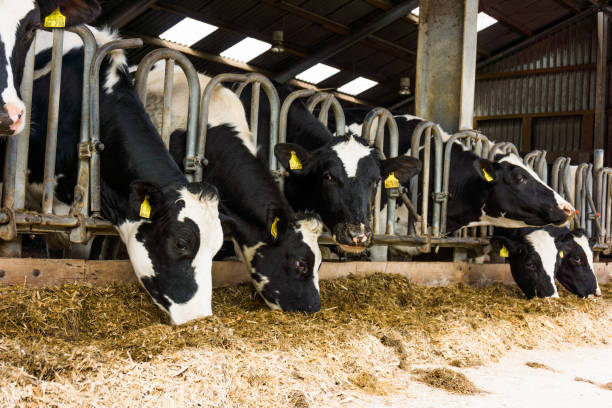 istock Cows in a farm. Dairy cows 650739566