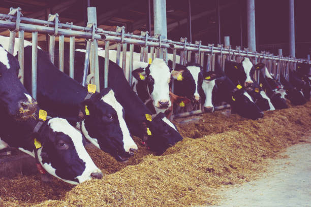 istock cows in a farm. Dairy cows in a farm. Vintage style 650739664