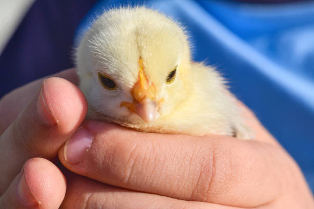istock Children's hands hold a small yellow chicken. 650742386