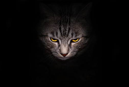 Muzzle and bright yellow eyes cat stares menacingly out of the darkness, on a black background.
