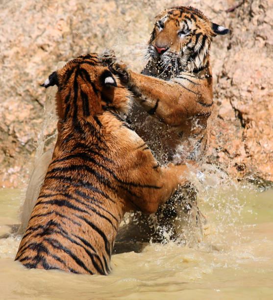 istock The game the young tigers 650743168