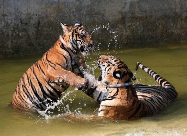 istock Young Indo-Chinese tigers playing in the lake 650743452