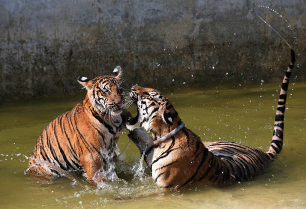 istock Young Indo-Chinese tigers playing in the lake 650743478