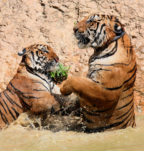 istock Young Indo-Chinese tigers playing in the lake 650743604