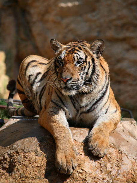 istock Big tiger standing on rock in lake 650743636