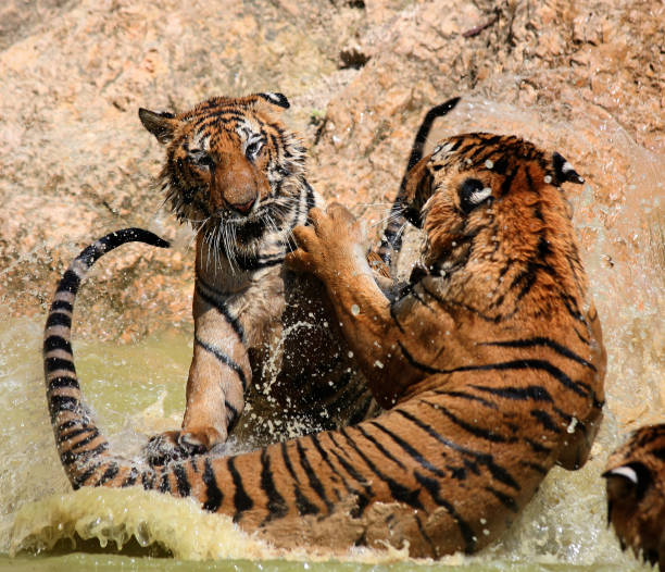 istock Young Indo-Chinese tigers playing in the lake 650743678