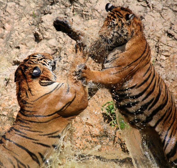 istock Young Indo-Chinese tigers playing in the lake 650743686