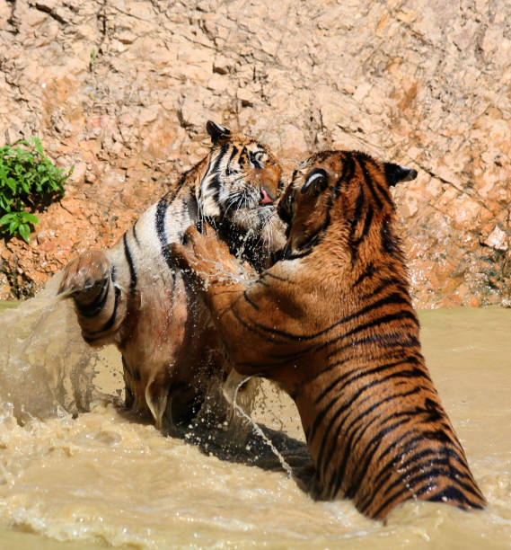 istock Young Indo-Chinese tigers playing in the lake 650743734