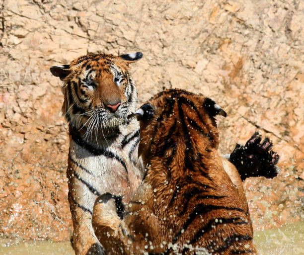 istock Young Indo-Chinese tigers playing in the lake 650743744