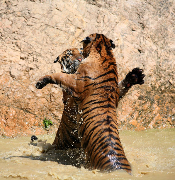 istock Young Indo-Chinese tigers playing in the lake 650743776