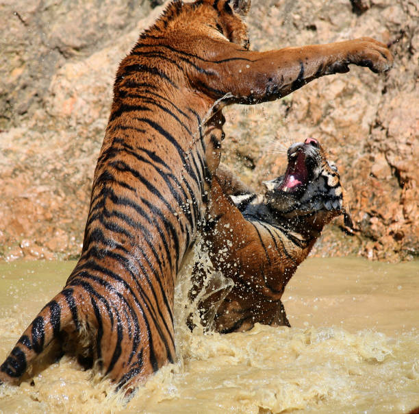 istock Young Indo-Chinese tigers playing in the lake 650743812