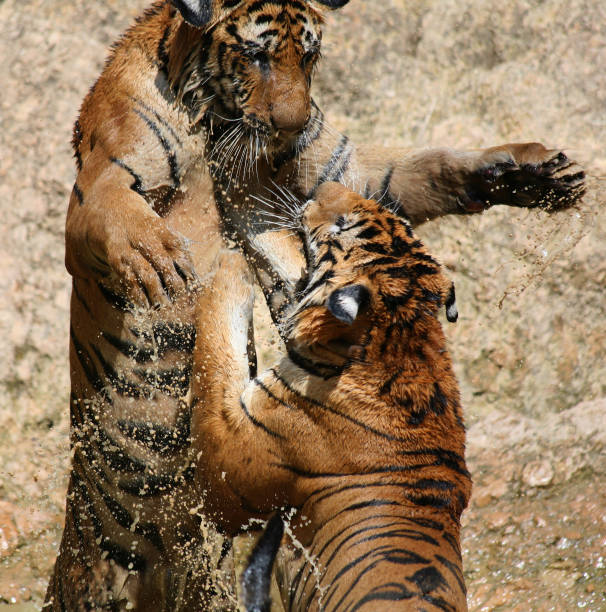 istock Young Indo-Chinese tigers playing in the lake 650743826