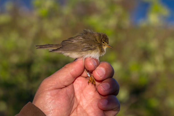 istock willow warbler, Phylloscopus trochilus, bird in a womans hand for bird banding 650773388