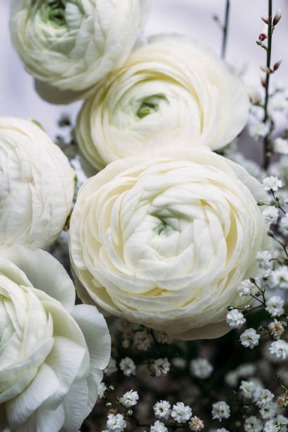 istock Peony flowers. Design for a holiday card 650784860