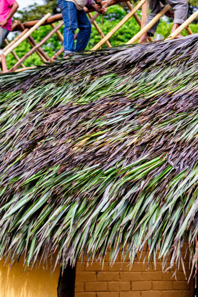 Clouse up of Goup of indigenous people making a hut roof in a residential structure. Goup of indigenous people making a hut roof in a residential structure. Using interlocked palm leafs makes a water proff low cost protection while keeping traditions. thatched roof hut straw grass hut stock pictures, royalty-free photos & images