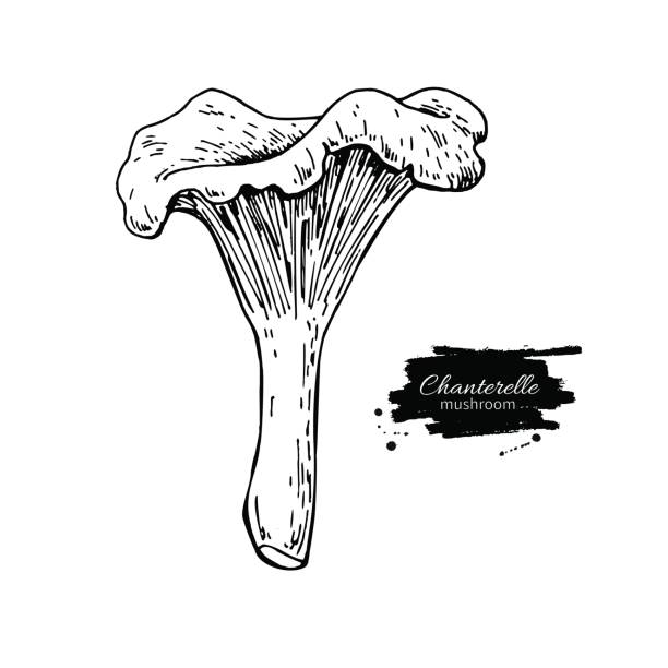 illustrations, cliparts, dessins animés et icônes de main de champignon chanterelle dessinée illustration vectorielle. croquis des aliments - chanterelle