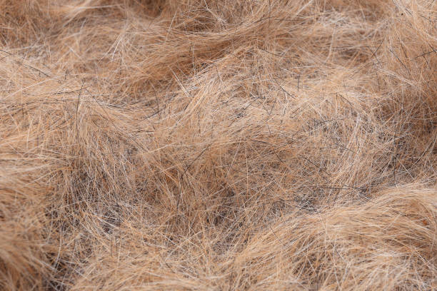 istock Dogs brown hair closeup 650804038