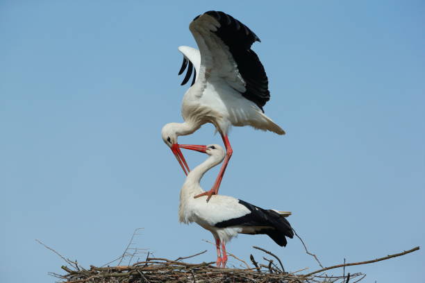 istock White storks in the act sexual on the nest 650808084