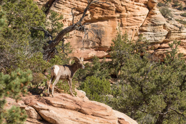 istock Desert Bighorn Sheep Ram 650812024