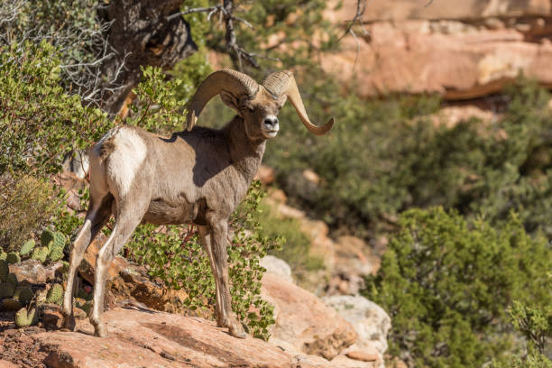 istock Desert Bighorn Sheep Ram 650815026