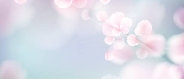фон природы с цветущей ветвью розовых цветов. - blossom background stock illustrations