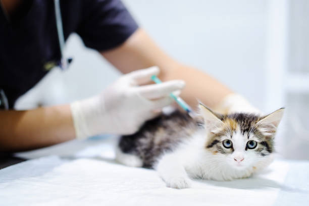 médico veterinário dar a injeção para gato - injeção insulina luva - fotografias e filmes do acervo