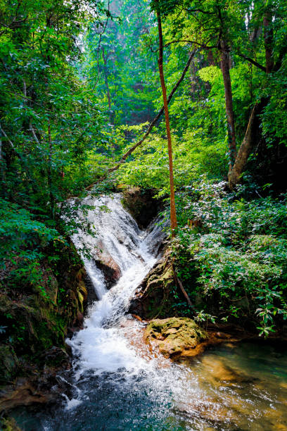 istock Waterfall.  Beautiful view of waterfall landscape 650826426