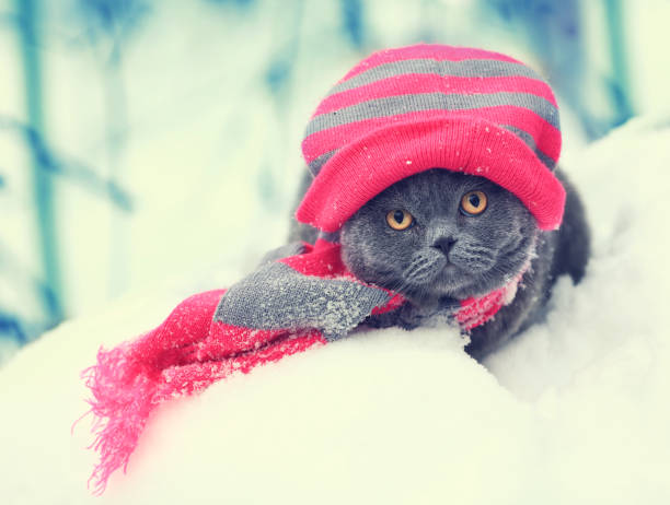 istock Cat wearing knitting hat and scarf walking in snow 650827834
