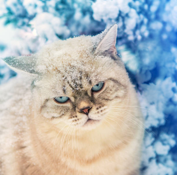 istock Cat sitting in snow near fir tree in a forest 650831790