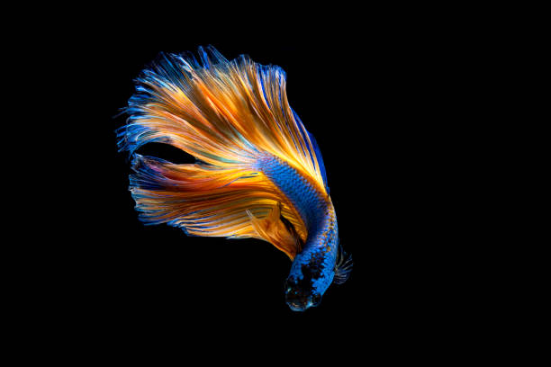 istock Capture the moving moment of white siamese fighting fish 650835498