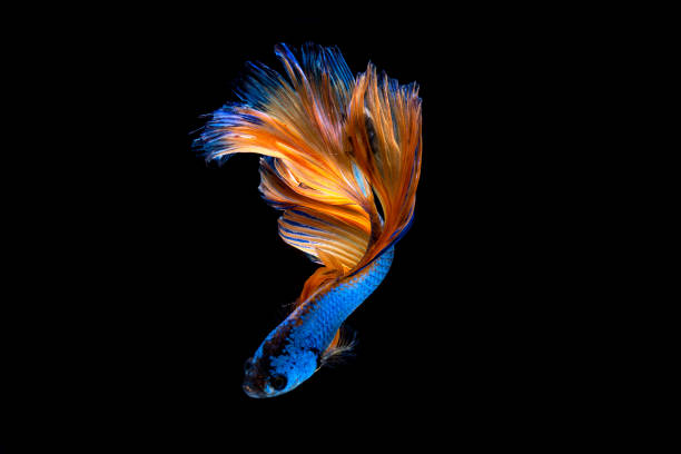 istock Capture the moving moment of white siamese fighting fish 650835792
