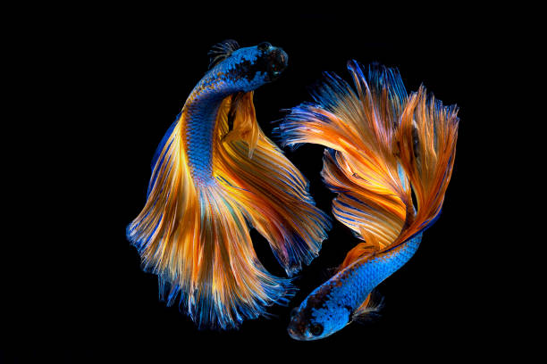 istock Capture the moving moment of white siamese fighting fish 650836128