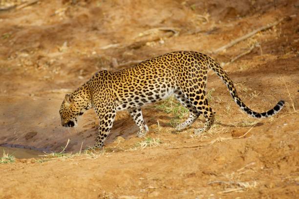 istock Solitary Leopard taking a drink in Yala National Park 650839040