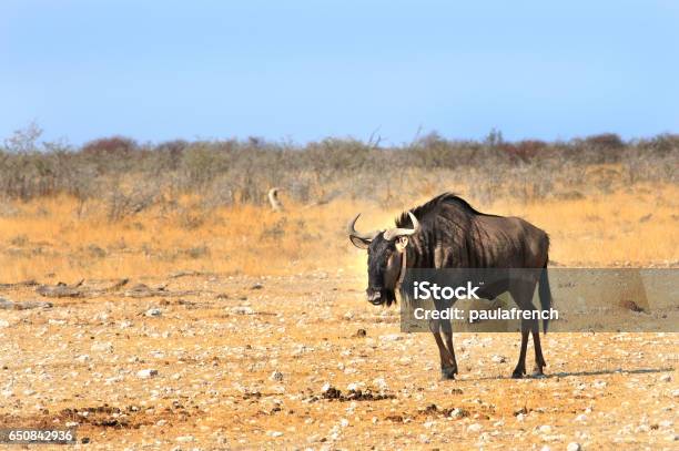Lone Blue Wildebeest On The Etosha Pan In Namibia Stock Photo - Download Image Now - Adventure, Animal, Animal Wildlife