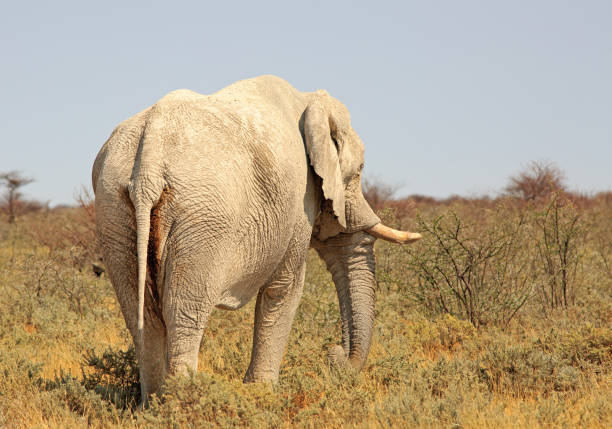 istock Rear end of an elephant standing on the savannah in Namibia 650844468