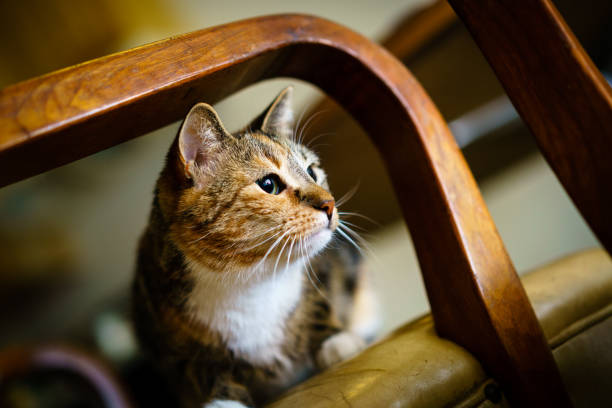 istock A tortoiseshell cat sitting on a chair 650848500