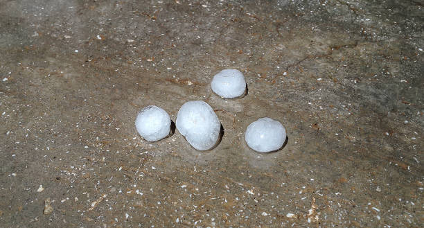 istock a big plant surrounded by hail after a hailstorm 650851180