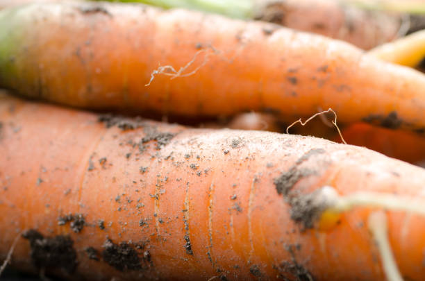 Fresh earthy carrots. close up shot