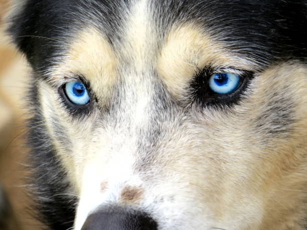 Siberian husky looking at